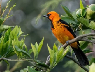 birds of belize