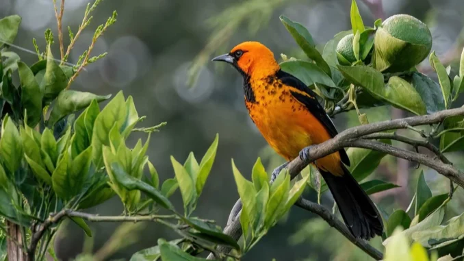 birds of belize birds of belize
