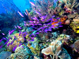 Belize Barrier Reef coral and marine life underwater