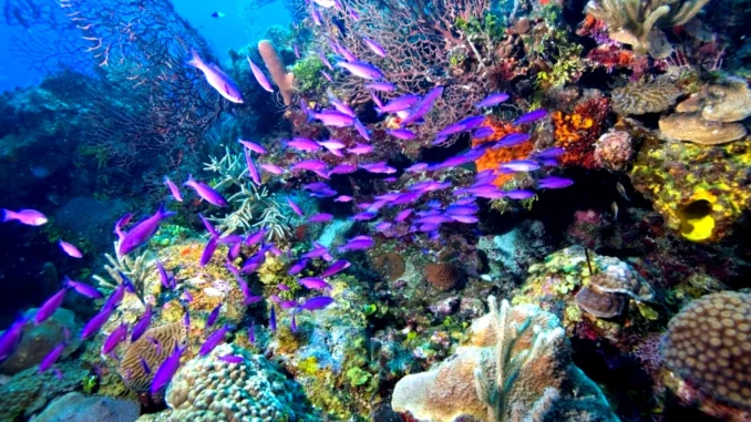 belize-barrier-reef Belize Barrier Reef coral and marine life underwater