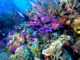 Belize Barrier Reef coral and marine life underwater