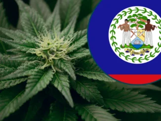 Belize government considering marijuana legalization laws in 2025