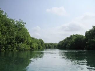 Aerial view of the Belize River winding through jungle