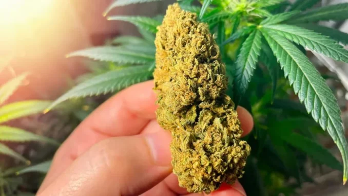 Voters at Caye Caulker polling station during Belize cannabis referendum 2025