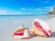 Freshly harvested queen conchs on a fishing boat during Belize’s open season