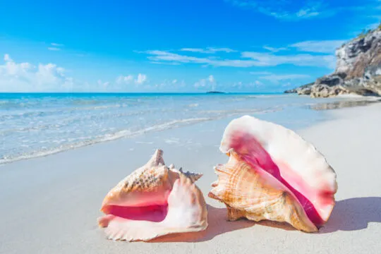 Freshly harvested queen conchs on a fishing boat during Belize’s open season