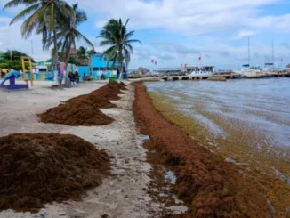 Belize sargassum cleanup operation on Ambergris Caye beach showing coastal management and seaweed removal efforts.