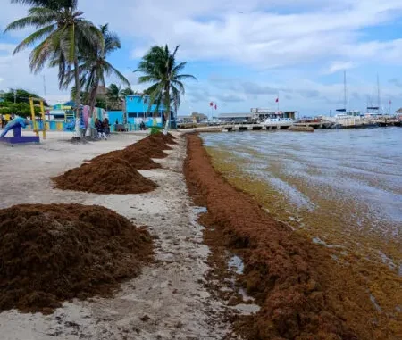 Belize sargassum cleanup operation on Ambergris Caye beach showing coastal management and seaweed removal efforts.