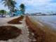 Belize sargassum cleanup operation on Ambergris Caye beach showing coastal management and seaweed removal efforts.